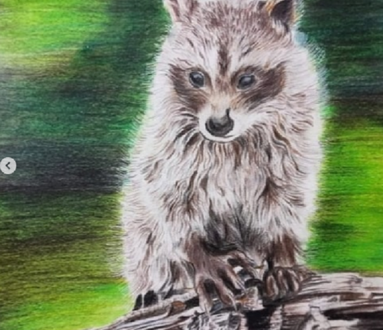 Curious Raccoon in the Wild