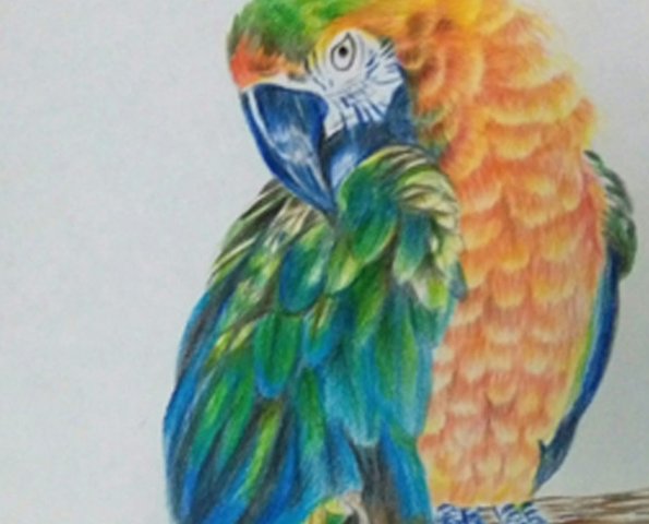 Harlequin Macaw