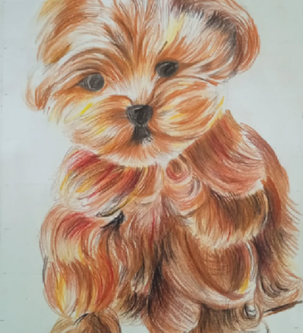 Fluffy Little Friend – A Color Pencil Puppy Portrait